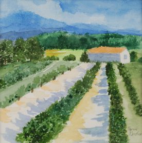 MARCIA WEIDLER - Vineyard Near Charlottesville Va
