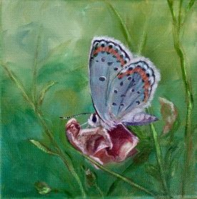 Jackie Perry - Texas Flitter