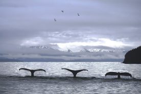 Rick Reda - Whales in Alaska
