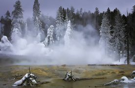 Rick Reda - Trees in Mist