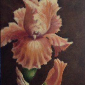 Margaret Hillen - Iris