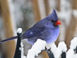 Baby its Cold Outside - Rick Reda