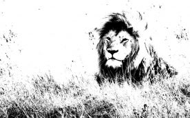 Rick Reda - Lyin Lion