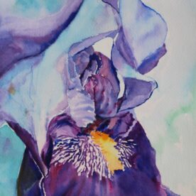 My Neighbor’s Iris - Janet Martinet