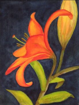 Orange Daylily - Claire Bentley