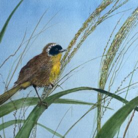 Common Yellowthroat - Pat Hafkemeyer