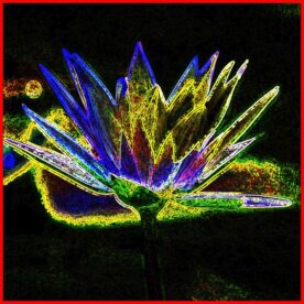 Neon Lily - Rick Reda