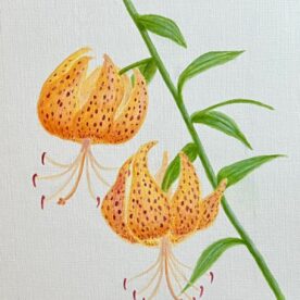 Margaret Hillen -Tiger Lilies.