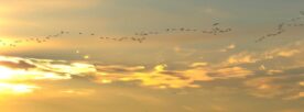 Crane Migration at Sunset - Rick Reda