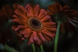 Gerbera Daisy - Rick Reda