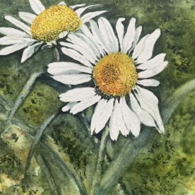 Pat Hafkemeyer - Summertime Daises